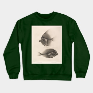 X-Ray of a Moorish Idol and a Ringtail Surgeonfish Crewneck Sweatshirt